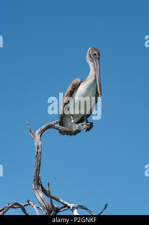 Braune Pelikane (Pelecanidae) auf einem trockenen Zweig am Golf von Mexiko, Yucatan, Mexiko Stockfoto