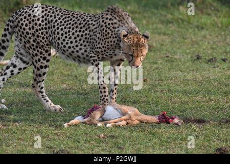 Einsame cheetah sitzen auf die grüne Masai Mara savannah Essen seine Beute. Bild am frühen Morgen genommen, Olare Motorogi Conservancy. Acinonyx jubatus Stockfoto