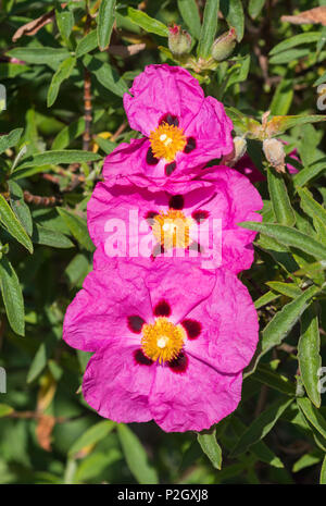 Rosa strauchigen Rock Rose Blumen aus der Gattung der Zistrosen, vom Cistaceae Familie, im Sommer in West Sussex, England, UK. Cistrose portrait. Stockfoto