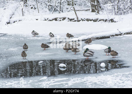 Enten auf gefrorenen Teich in Snowy Park Stockfoto