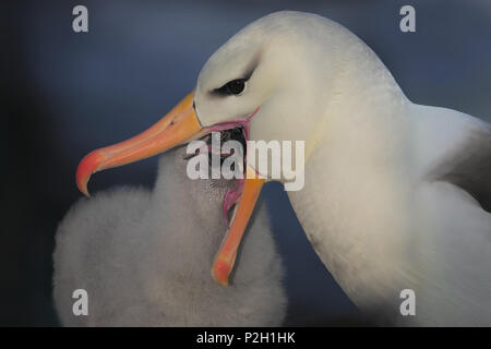 Fütterung Küken Stockfoto