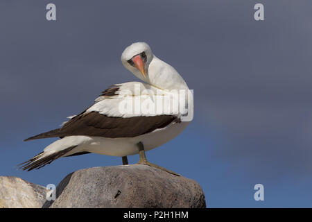 Maskierte Sprengfallen Stockfoto