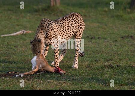 Einsame cheetah sitzen auf die grüne Masai Mara savannah Essen seine Beute. Bild am frühen Morgen genommen, Olare Motorogi Conservancy. Acinonyx jubatus Stockfoto