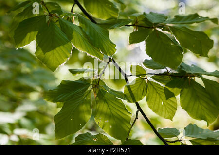 Buche Blätter im Frühjahr, Fagus sylvatica, Oberbayern, Deutschland, Europa Stockfoto