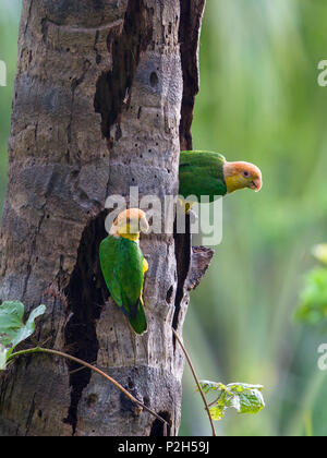 White-bellied Papageien im Regenwald, Pionites leucogaster xanthomeria, Tambopata National Reserve, Peru, Südamerika Stockfoto