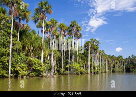 Mauriti Palmen, Buriti, moriche Palmen, an Sandoval Lake, Mauritia flexuosa, Tambopata National Reserve, Peru, Südamerika Stockfoto