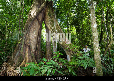 Riesiger Baum mit Wurzeln in den Regenwald Tambopata Fluss buttress, Tambopata National Reserve, Peru, Südamerika Stockfoto