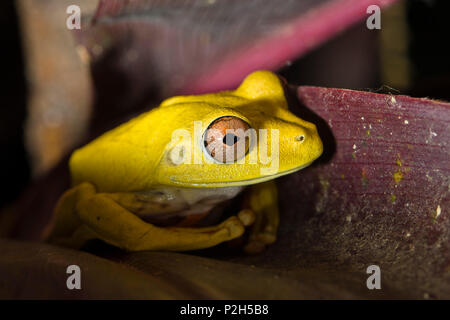 Gelbe Frosch im Regenwald am Tambopata Fluss, Tambopata National Reserve, Peru, Südamerika Stockfoto