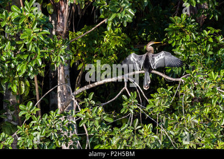 American Darter trocknen Flügel, Anhinga, Sandoval Lake, Tambopata National Reserve, Peru, Südamerika Stockfoto