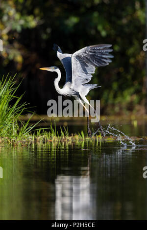 Weiß-necked Heron im Regenwald am Tambopata Fluss, Ardea, cocoi Tambopata National Reserve, Peru, Südamerika Stockfoto