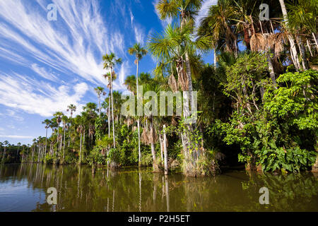 Mauriti Palmen, Buriti, moriche Palmen, an Sandoval Lake, Mauritia flexuosa, Tambopata National Reserve, Peru, Südamerika Stockfoto