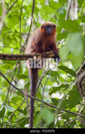 Kupferfarben Titi Affe im Regenwald, Callicebus luteus, Tambopata Reserve, Peru, Südamerika Stockfoto