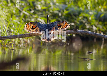 Sunbittern Landung, Eurypyga Helias, Tambopata National Reserve, Peru, Südamerika Stockfoto