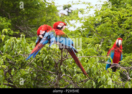 Rot-grünen Aras im Regenwald, Ara chloroptera, Tambopata National Reserve, Peru, Südamerika Stockfoto