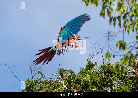 Rot-grünen Ara im Flug Ara chloroptera, Tambopata National Reserve, Peru, Südamerika Stockfoto