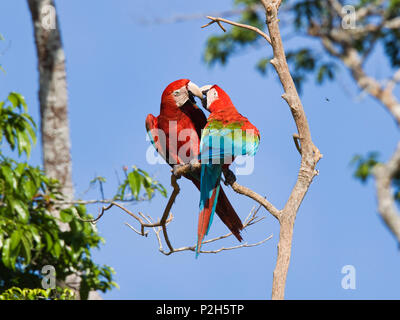 Rot-grünen Aras im Regenwald, Ara chloroptera, Tambopata National Reserve, Peru, Südamerika Stockfoto