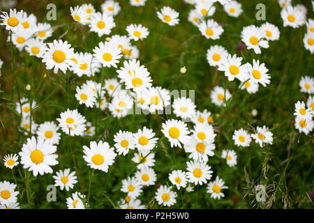 Leucanthemum vulgare, der ox-eye Daisy, oder oxeye Daisy, ist eine weit verbreitete blühende Pflanze, die in Europa und den gemäßigten Gebieten Asiens Stockfoto