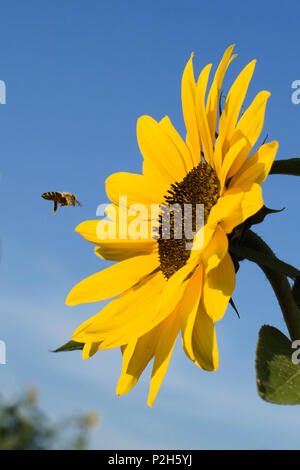 Sonnenblume mit Biene, Helianthus annuus, Deutschland Stockfoto