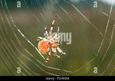 Garden Spider in Web, Araneus spec., Bayern, Deutschland, Europa Stockfoto