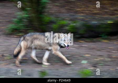 Europäische Wolf, Canis lupus, Europa, Captive Stockfoto