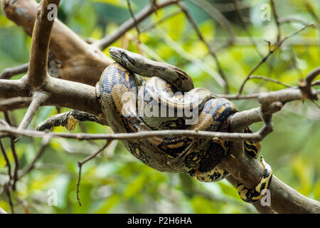 Schlange im Baum, Boa constrictor, Costa Rica Stockfoto