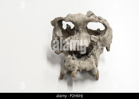 PAU al CRIP, Schädel, Hominiden. Alter Schädel im Museum stehen. Stockfoto