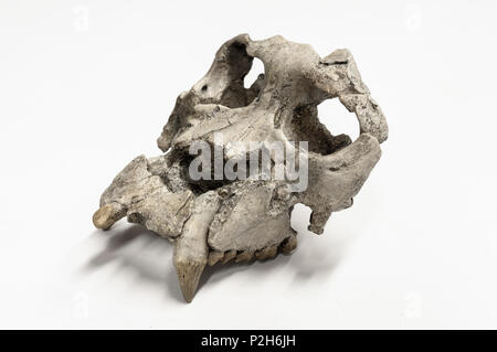 PAU al CRIP, Schädel, Hominiden. Alter Schädel im Museum stehen. Stockfoto