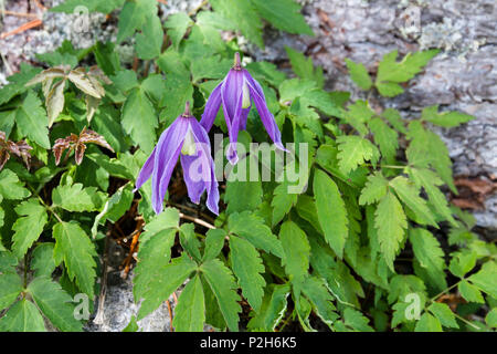 Berg Blume, Alpine Clematis, Clematis alpina, Oberbayern, Alpen, Deutschland Stockfoto