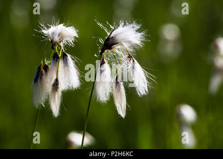 Wollgras, Eriophorum angustifolium, Oberbayern, Deutschland Stockfoto