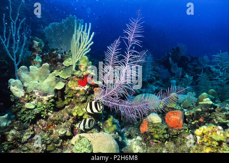 Gebänderte Falterfische in Coral Reef, Chaetodon striatus, Honduras, Karibik, Südamerika Stockfoto