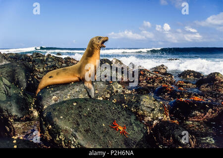 Galapagos Sea Lion, Zalophus wollebaeki, Fernandina, Galapagos, Ecuador, Südamerika Stockfoto