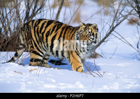 Junge sibirische Tiger im Schnee, Panthera tigris altaica, China, Captive Stockfoto