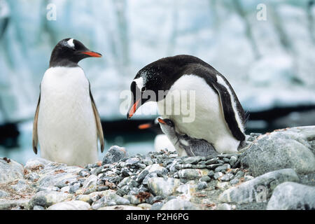 Gentoo Pinguin mit Küken, Pygoscelis papua, Antarktische Halbinsel, Antarktis Stockfoto