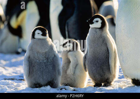 Kaiserpinguine Küken, Aptenodytes forsteri, Weddellmeer, Antarktis Stockfoto