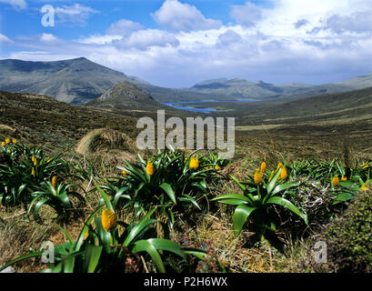 Megaherbs, Maori Zwiebel, Bulbinella rossii, Campbell Island, subantarktischen Inseln, Neuseeland Stockfoto