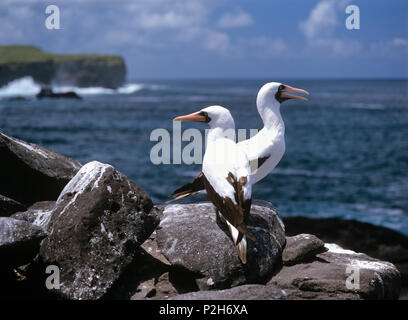 Maskentölpel, Sula dactylatra, Haube Island, Galapagos, Ecuador, Südamerika Stockfoto