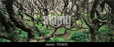 Regenwald, Catlins Forest Park, Catlin, Südinsel, Neuseeland Stockfoto