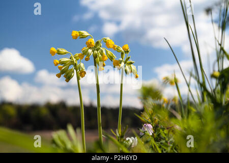 Schlüsselblume, Primula Veris, Primula officinalis, Oberbayern, Deutschland, Europa Stockfoto