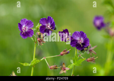 Dusky Cranesbill, Geranium phaeum, Bayern, Deutschland Stockfoto