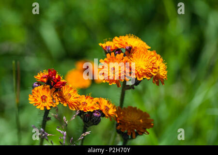 Orange Habichtskraut, Hieracium aurantiacum, Oberbayern, Deutschland Stockfoto