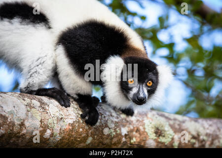 Schwarze und weiße Vari, Varecia variegata, Osten Madagaskar, Afrika Stockfoto