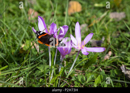 Herbstzeitlose, Colchicum autumnale, und Rote Admiral Vanessa atalanta, Bayern, Deutschland Stockfoto