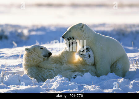 Eisbären spielen, Ursus maritimus, Churchill, Manitoba, Kanada Stockfoto