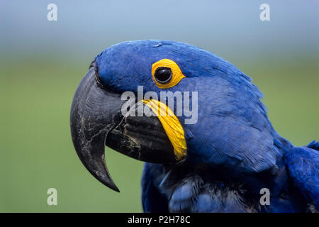 Hyazinthara, Anodorhynchus hyacinthinus, Pantanal, Brasilien Stockfoto