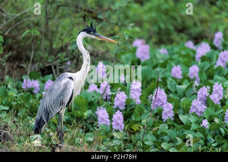 Weiß-necked Heron, Ardea cocoi, Pantanal, Brasilien, Südamerika Stockfoto