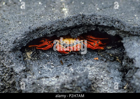 Sally Lightfoot Crab, Grapsus grapsus, Galapagos, Ecuador, Südamerika Stockfoto