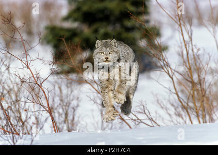 Kanada Lynx im Schnee, Lynx canadensis, Nordamerika Stockfoto