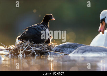 Blässhuhn mit Küken im Nest, Fulica atra, Bayern, Deutschland Stockfoto