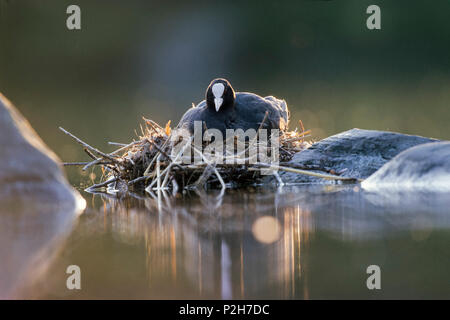 Blässhuhn Fulica atra am Nest, Bayern, Deutschland Stockfoto