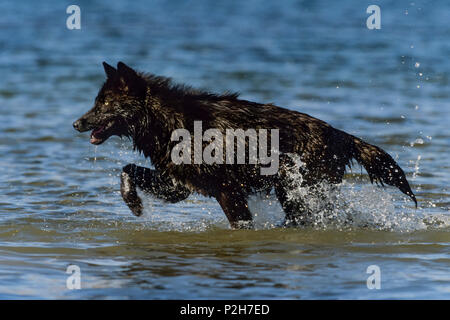 Black Wolf, Timberwolf, Canis lupus, Nordamerika Stockfoto